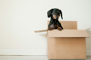 Sustainable Relocation Sustainable Relocation